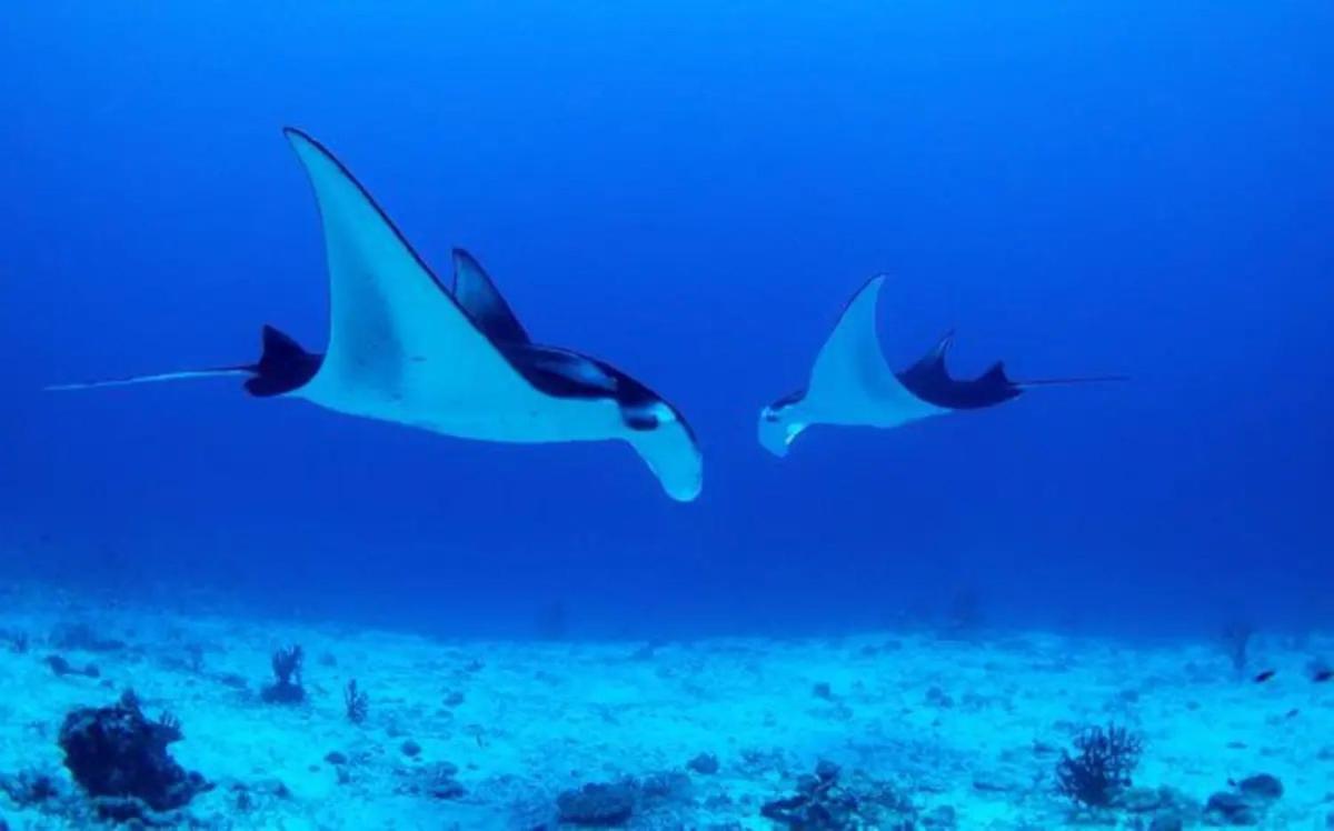 White Sandy Beach-Best Manta Snorkeling Tethi Luaran gambar